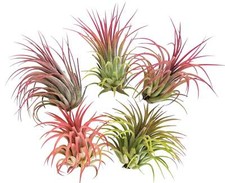 Blooms rainforest grown for sale  USA