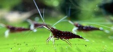 Sulawesi shrimp white for sale  San Jose