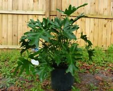 Split leaf philodendron for sale  Saint Augustine