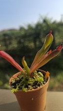 heliamphora usato heliamphora usato Pomezia