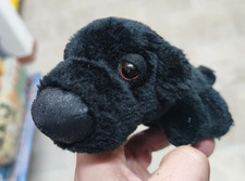 The dog artlist usato  Forio