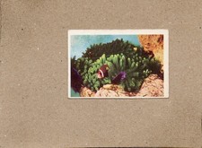 Fisch bild verlag gebraucht kaufen  Deutschland