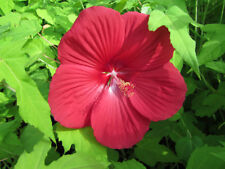 Hibiscus extreme red gebraucht kaufen  Wuppertal
