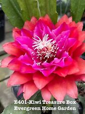 Rooted epiphyllum orchid for sale  San Jose