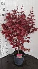 Acero giapponese rosso usato  Pontinia