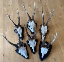 Rehbock geweih gehörn gebraucht kaufen  Paderborn