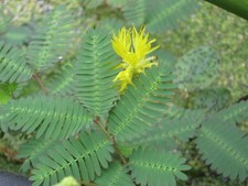 Wassermimose neptunia plena gebraucht kaufen  Schmidmühlen