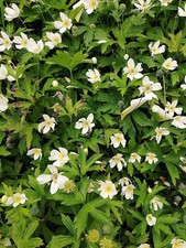 Canadian anemone 100 for sale  Flushing