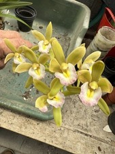 orchids cymbidium for sale orchids cymbidium for sale GLOUCESTER
