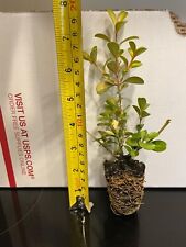 Japanese boxwood live for sale  Jacksonville Beach