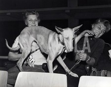 Vintage animali esposizione usato  Roma