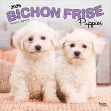 Bichon Frise Puppies | 2026 12x24" (pendurado) calendário de parede quadrado | sem plástico comprar usado  Enviando para Brazil