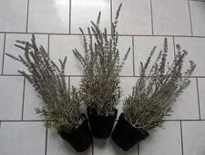ikea pflanze gebraucht kaufen ikea pflanze gebraucht kaufen Schleiden