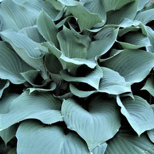 Hosta blue angel for sale  UK