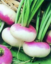 10x turnip purple for sale  NOTTINGHAM