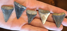 Fossil great white for sale  Staten Island