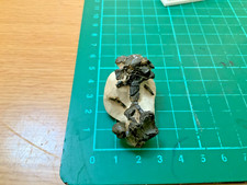 Rare eocene fossil for sale  HASTINGS