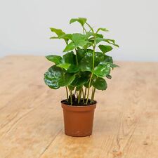 Coffee plant for sale  LEWES