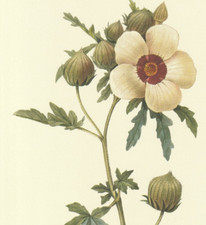 Redoute hibiscus trionum for sale  Medina