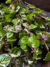 Variegated swedish ivy for sale Variegated swedish ivy for sale  NEWHAVEN