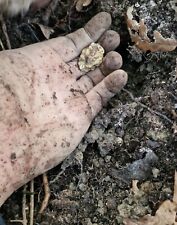 Tartufo bianco pregiato usato  Santa Maria del Molise