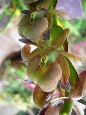 Orchid species epidendrum for sale  Mckinleyville