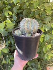 Euphorbia horrida for sale  Fallbrook