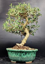 Bonsai coprosma bonsaitree usato  Cison di Valmarino