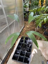 Areca guppyana palm for sale  Port Saint Lucie