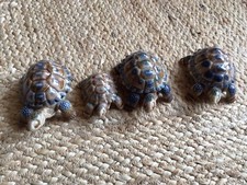 wade tortoise trinket box for sale wade tortoise trinket box for sale BRIGHTON