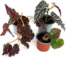 Set begonia begonie gebraucht kaufen  Gronau