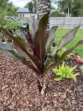 Queen emma purple for sale  New Smyrna Beach
