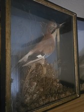 Blue jay taxidermy for sale  NOTTINGHAM