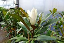 100 magnolia grandiflora gebraucht kaufen  Düsseldorf