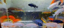 Group mixed african for sale  Middleburg
