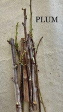 Plum tree cuttings for sale  Morgan Hill