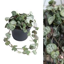 Ceropegia linearis woodii for sale  GLASGOW