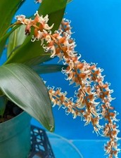Coelogyne cootesii aka for sale  San Francisco