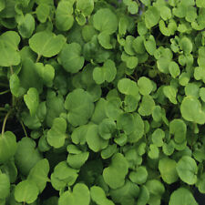 True watercress seeds for sale  Tarpon Springs