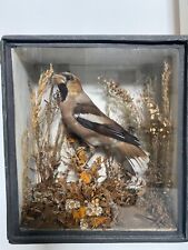 Antique taxidermy hawfinch for sale  FALMOUTH