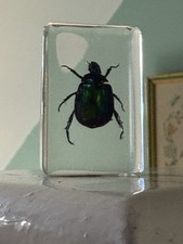 Chafer beetle insect for sale  WOLVERHAMPTON
