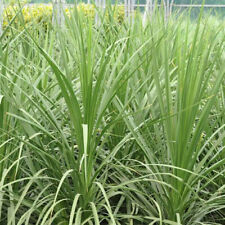 Cordyline australis evergreen for sale  UK