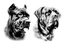 pitbull amstaff usato pitbull amstaff usato Italia