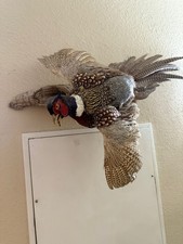 Vintage taxidermy wall for sale  Spring