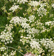 Bergfenchel seseli gracile gebraucht kaufen  Bad Zwischenahn
