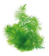 Ceratophyllum demersum portion gebraucht kaufen  Püttlingen