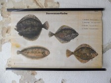 Alte rollkarte schulwandtafel gebraucht kaufen  Ehrenfriedersdorf