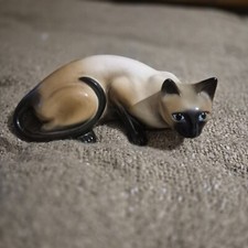 Large siamese cat for sale  WORTHING