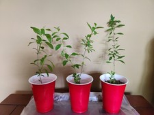 Hardy goji berry for sale  Columbia
