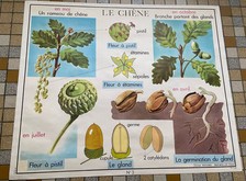 Affiche scolaire chêne d'occasion  Herbault